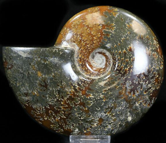 Cleoniceras Ammonite Fossil - Madagascar #32531